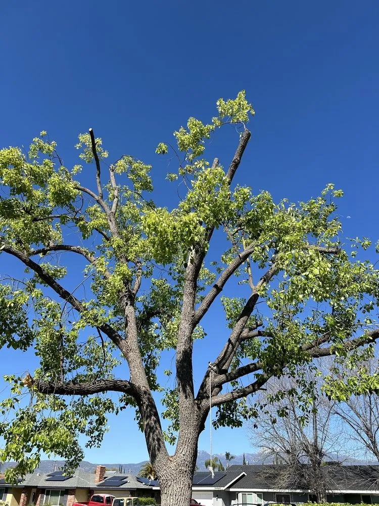 Affordable yard maintenance experts serving Beaumont, CA - Efrain Tree Services