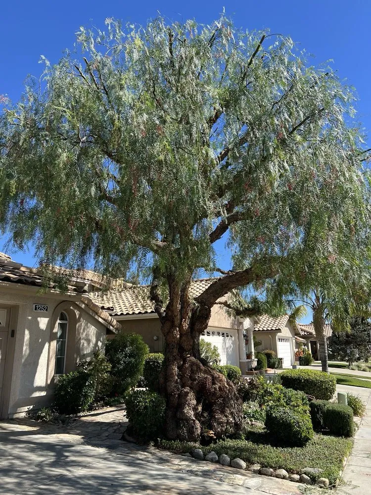 Custom landscaping services experts serving Beaumont, CA - Efrain Tree Services