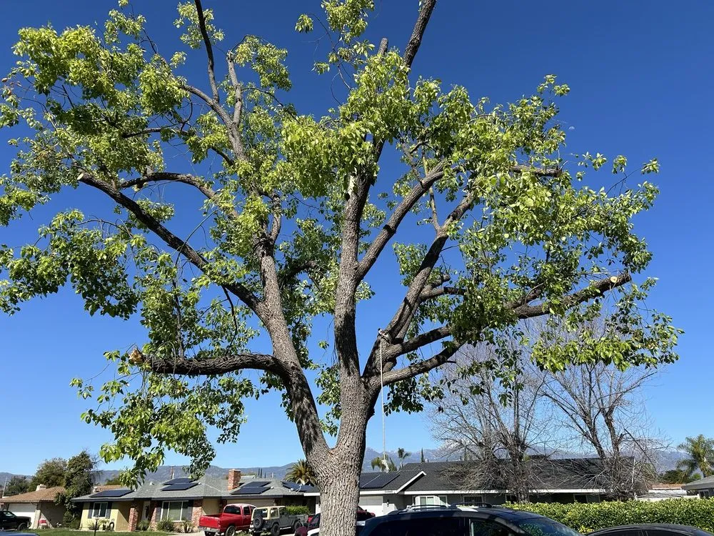 Reliable yard cleanup service experts serving Beaumont, CA - Efrain Tree Services