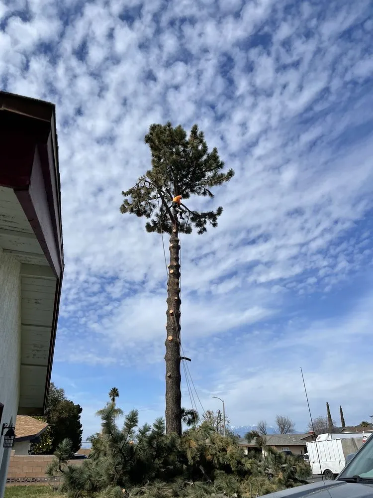 Local garden landscaping experts serving Beaumont, CA - Efrain Tree Services