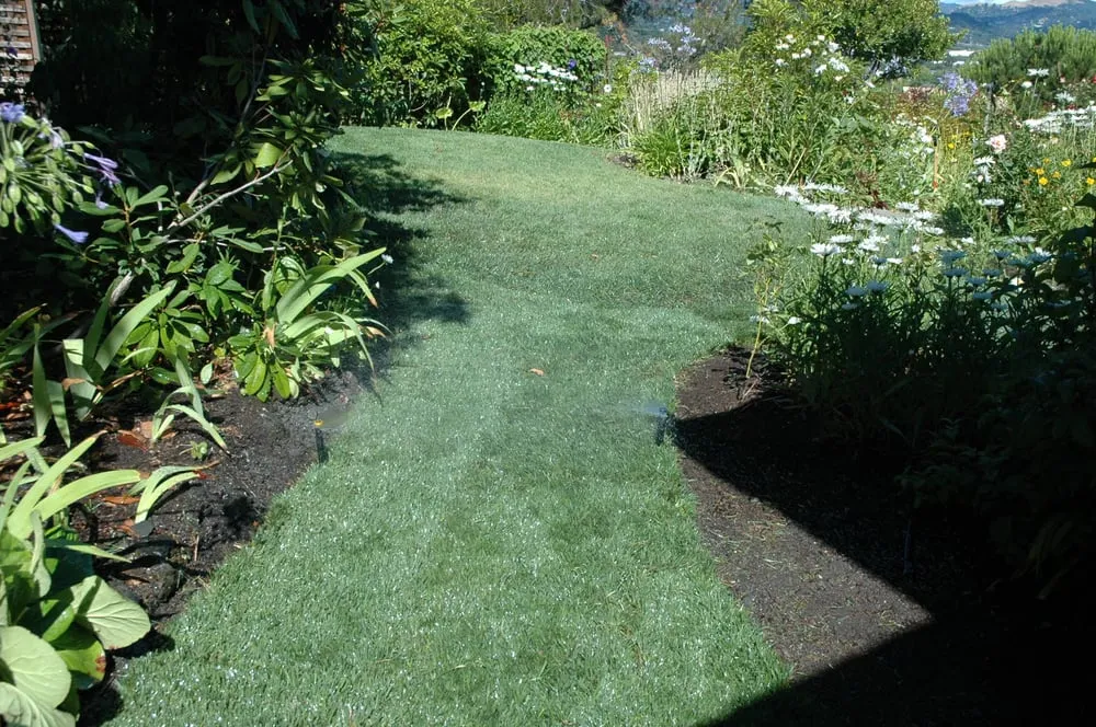 Custom yard maintenance in San Rafael, CA by Efrain's Landscape Construction