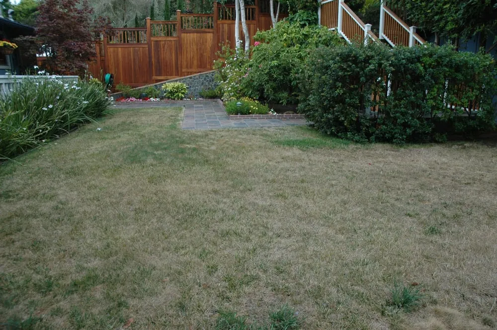 Professional yard maintenance experts serving San Rafael, CA - Efrain's Landscape Construction