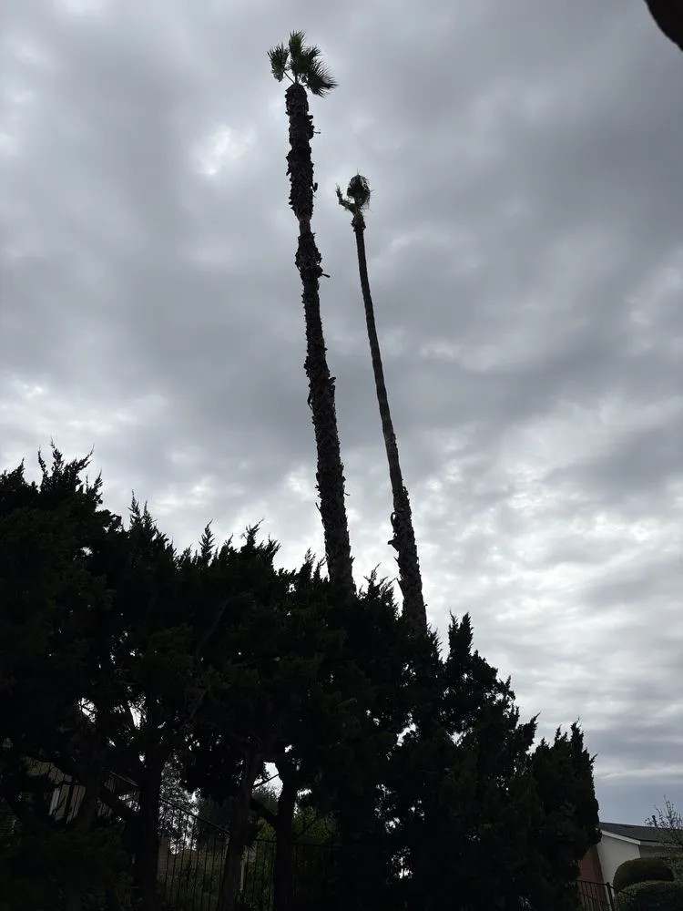 Reliable yard maintenance experts serving La Puente, CA - Egan Tree Care