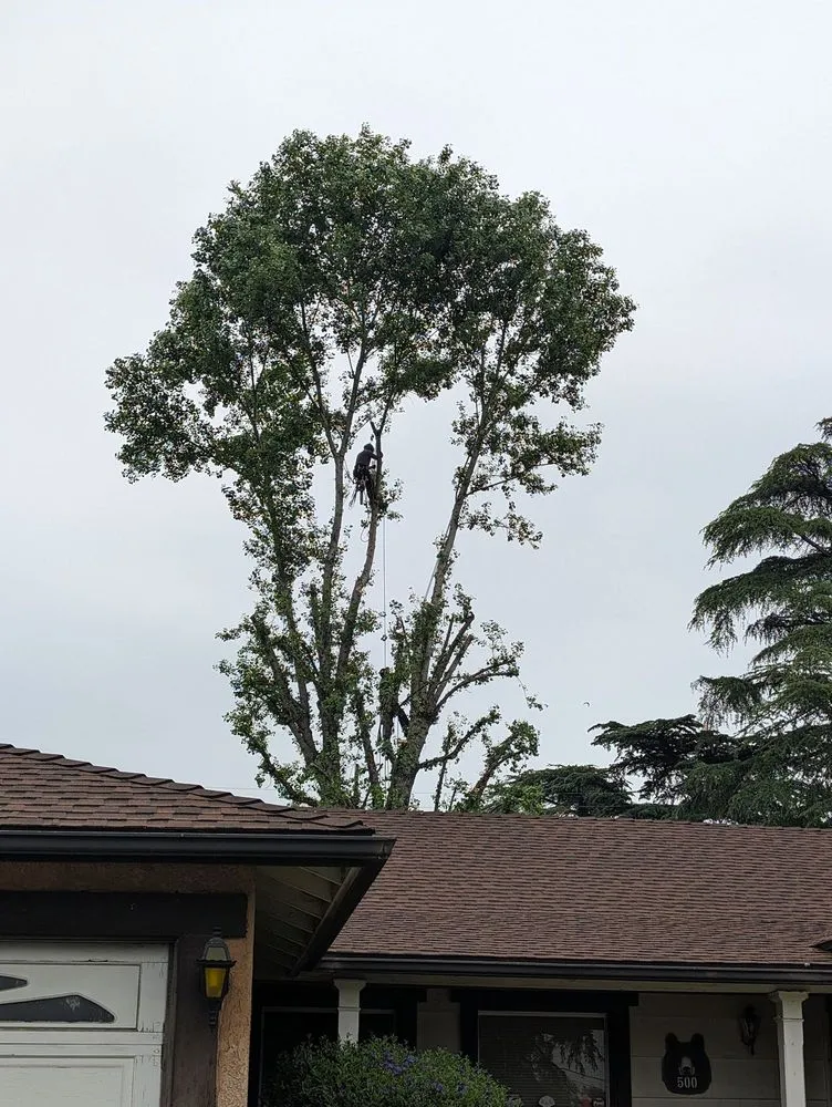 Affordable landscape installation for residential properties across La Puente, CA - Egan Tree Care