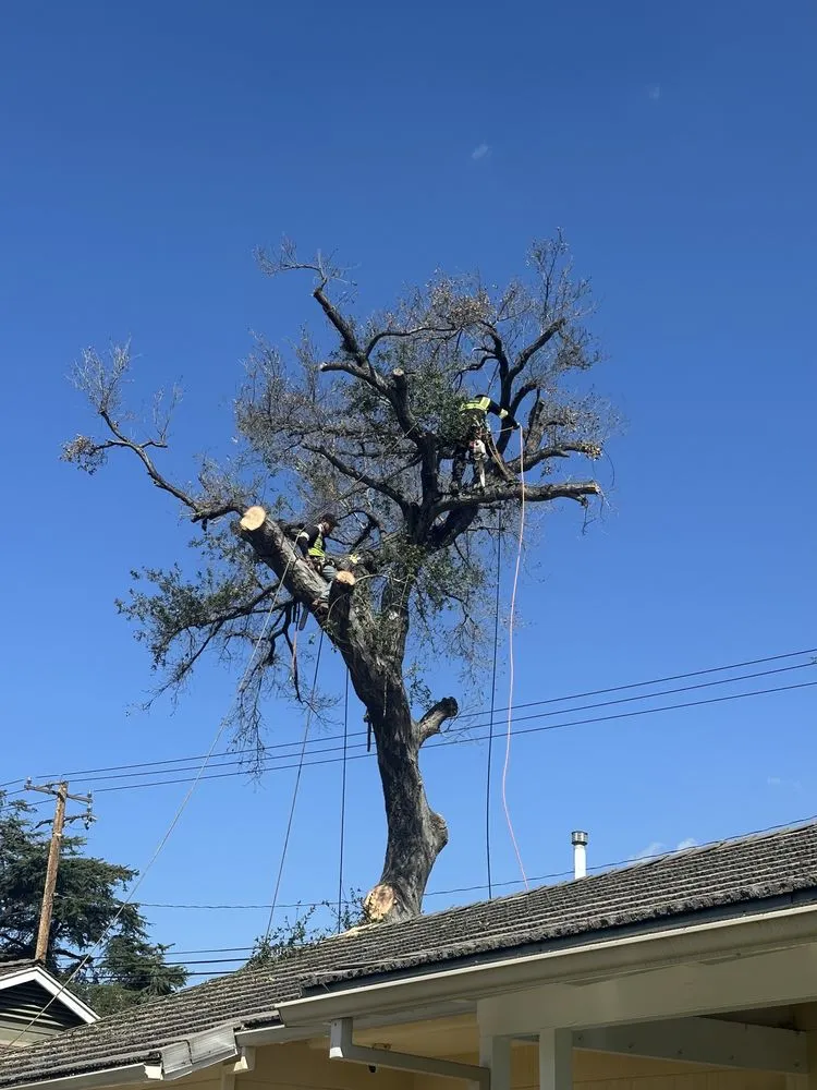 Professional landscape design for residential properties in La Puente, CA by Egan Tree Care