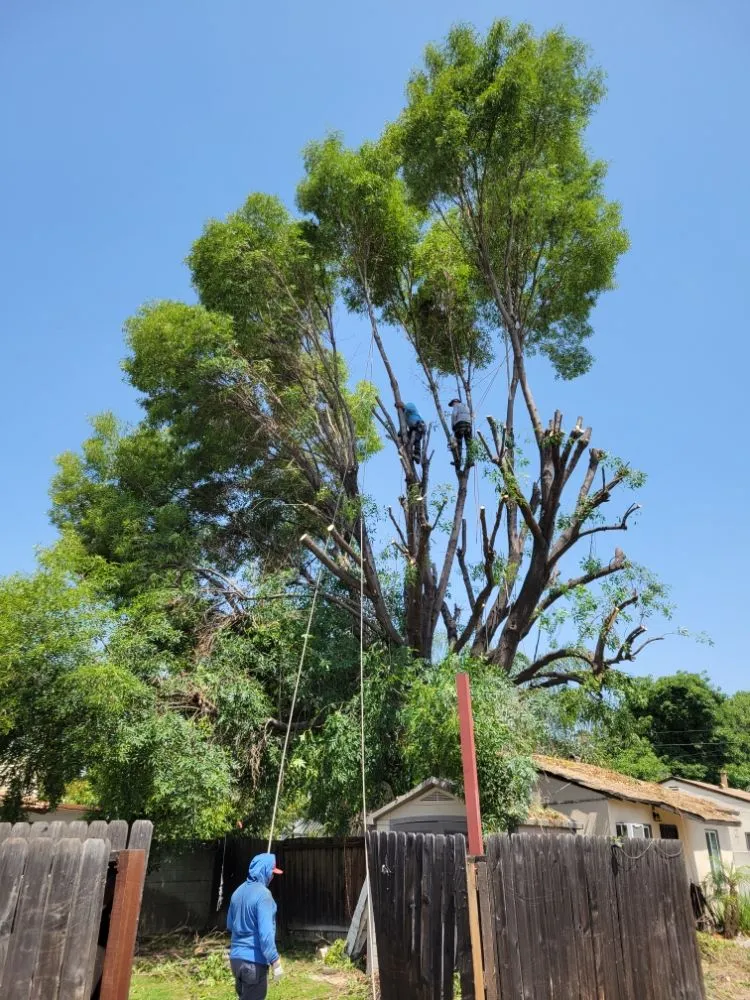 Custom lawn care service for homes in La Puente, CA by Egan Tree Care