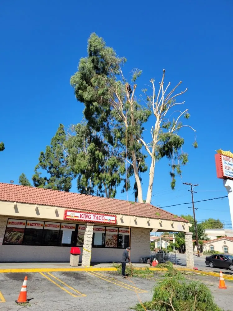 Expert outdoor landscaping experts serving La Puente, CA - Egan Tree Care