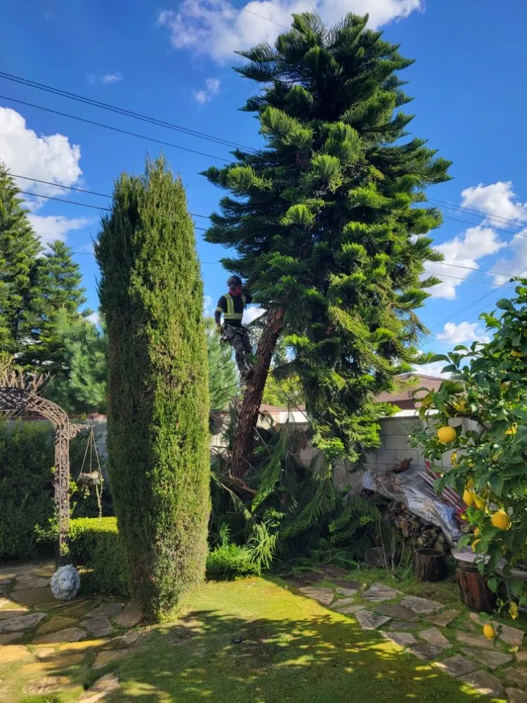 Expert lawn care service experts serving La Puente, CA - Egan Tree Care