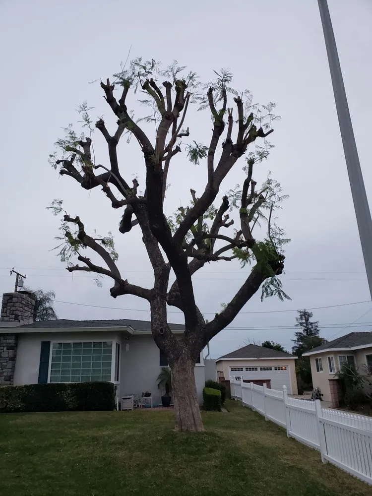 Trusted landscape design experts serving La Puente, CA - Egan Tree Care