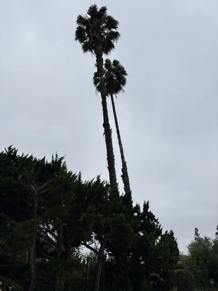 Top-rated yard cleanup service for outdoor upgrades in La Puente, CA by Egan Tree Care