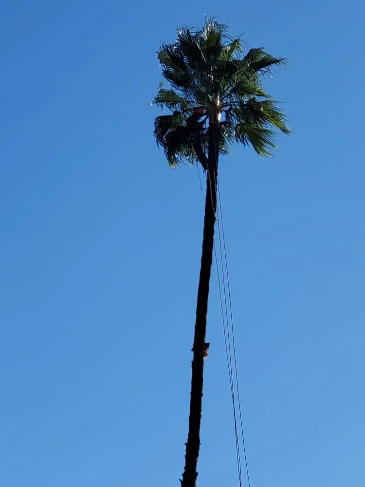 Professional lawn care service near you across La Puente, CA - Egan Tree Care