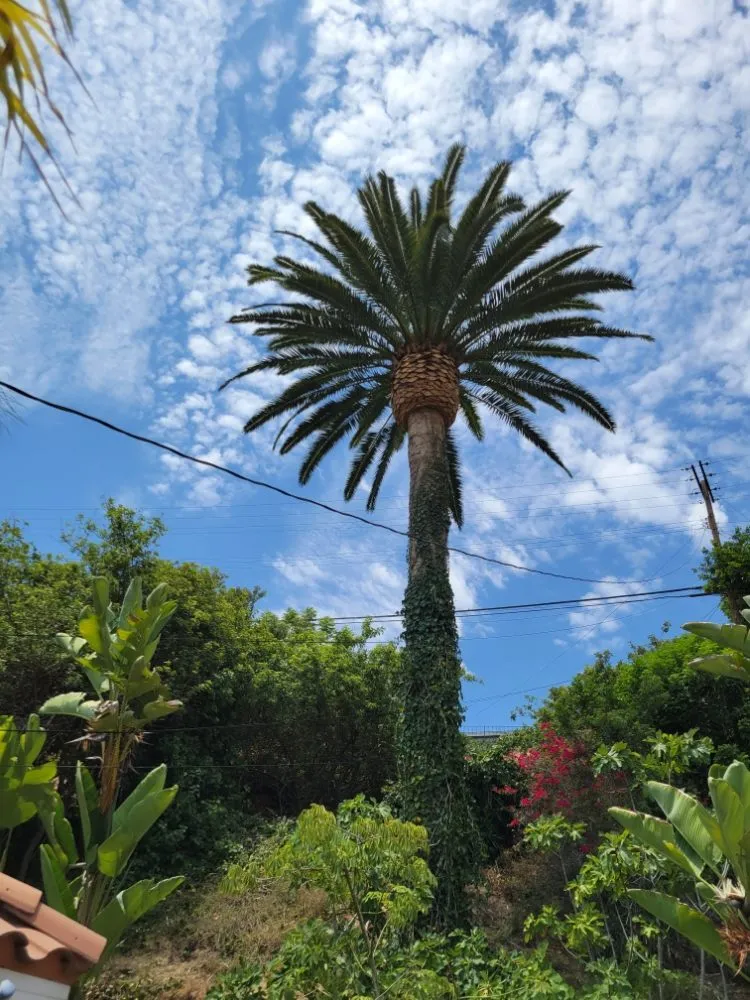 Reliable garden landscaping experts serving La Puente, CA - Egan Tree Care