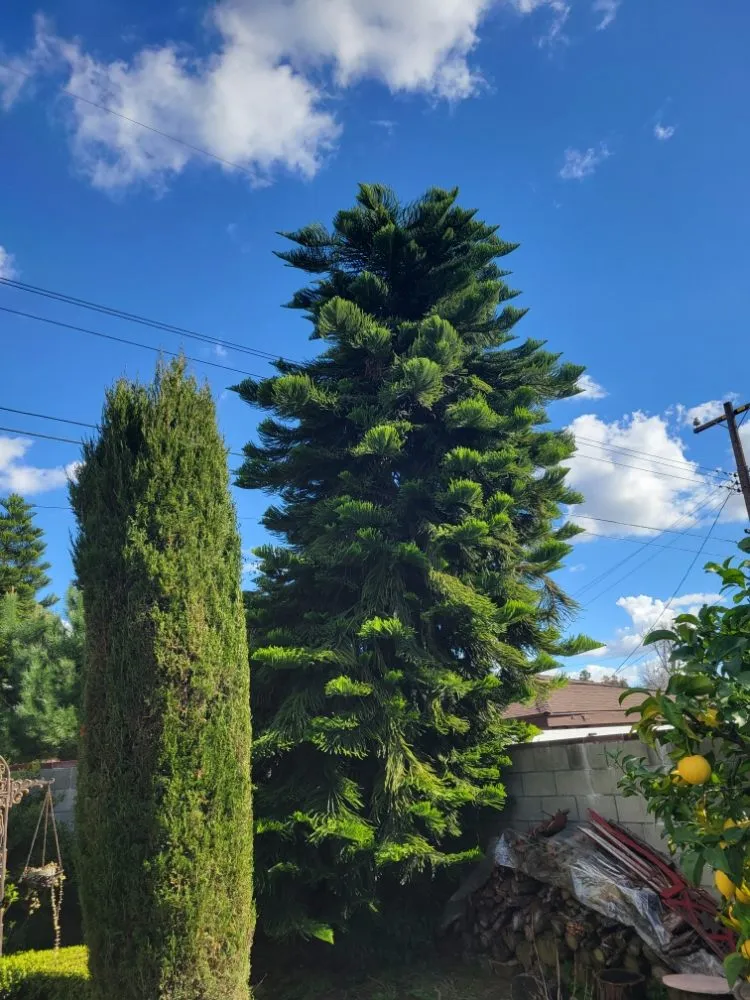 Local landscaping services experts serving La Puente, CA - Egan Tree Care