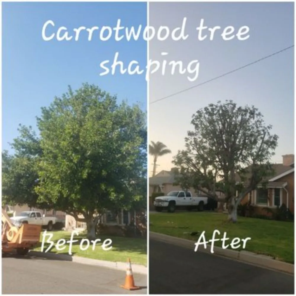 Local yard cleanup service experts serving La Puente, CA - Egan Tree Care