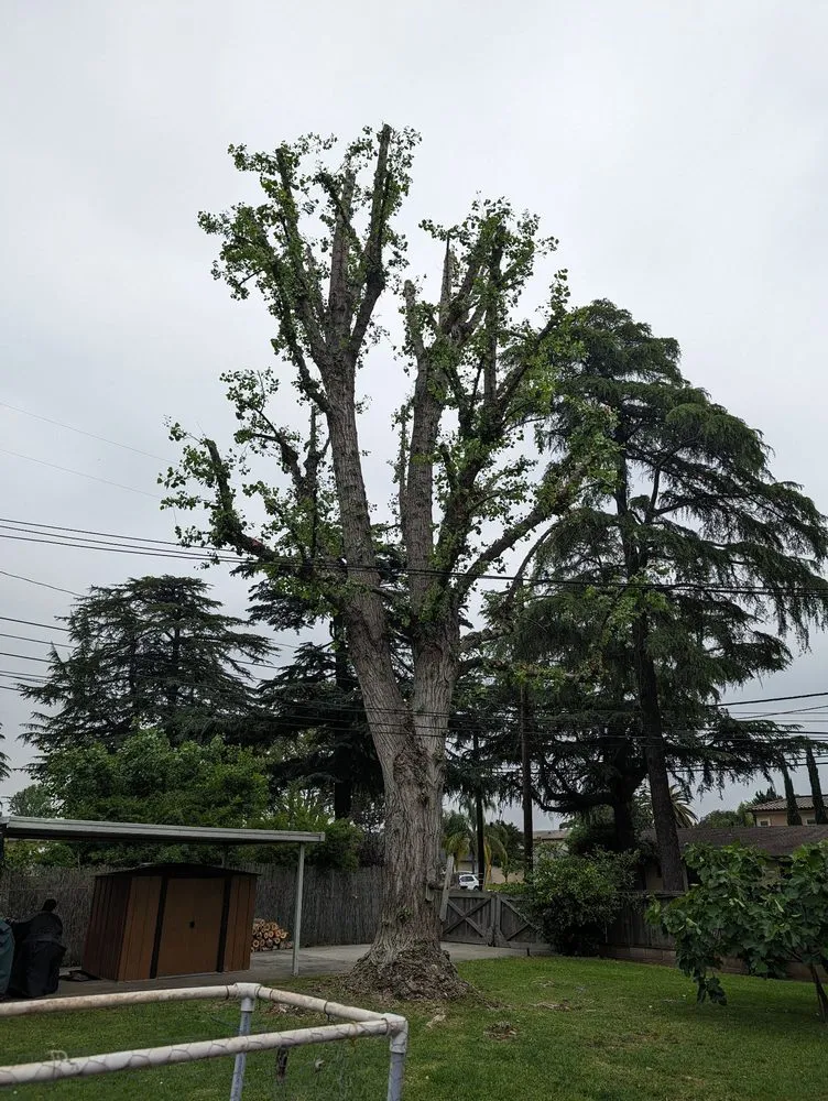 Professional garden landscaping in La Puente, CA - Egan Tree Care