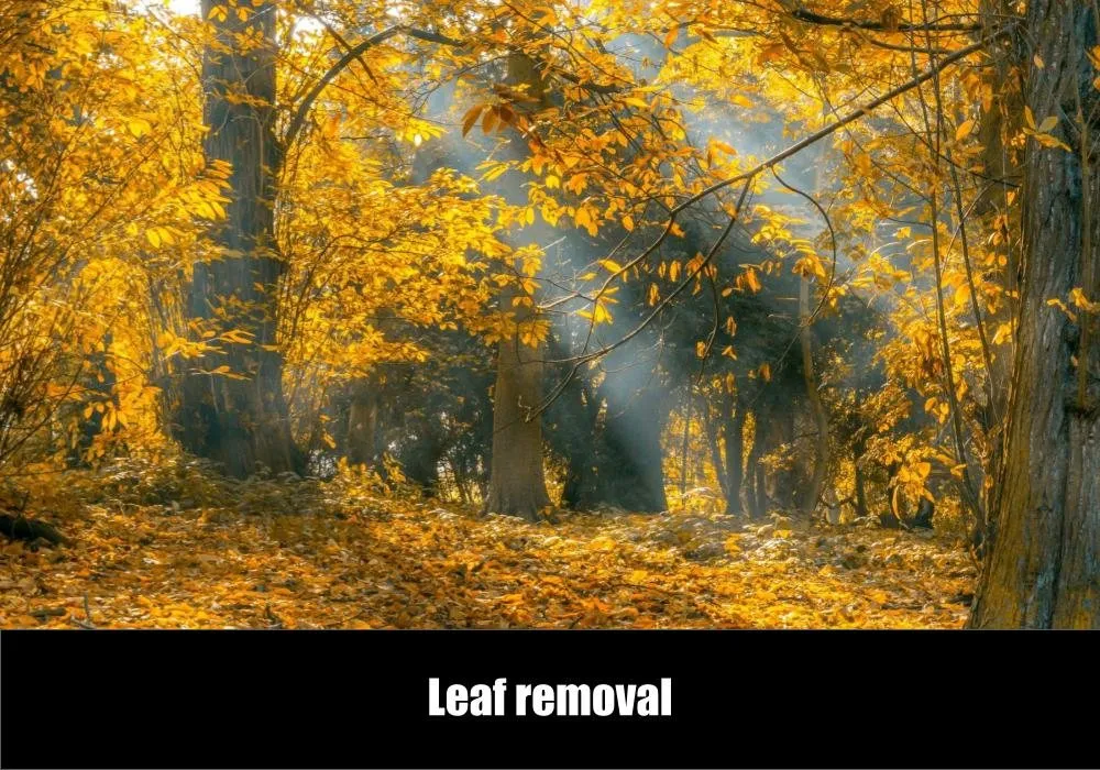 Top-rated yard maintenance in Chattanooga, TN by eGreen Lawn Pros