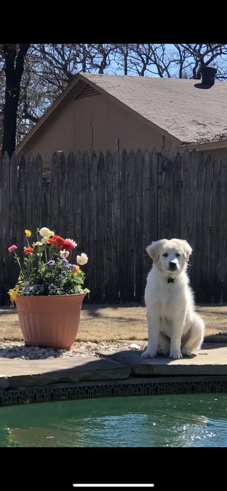 Trusted lawn mowing service in Azle, TX - Eguez Landscaping