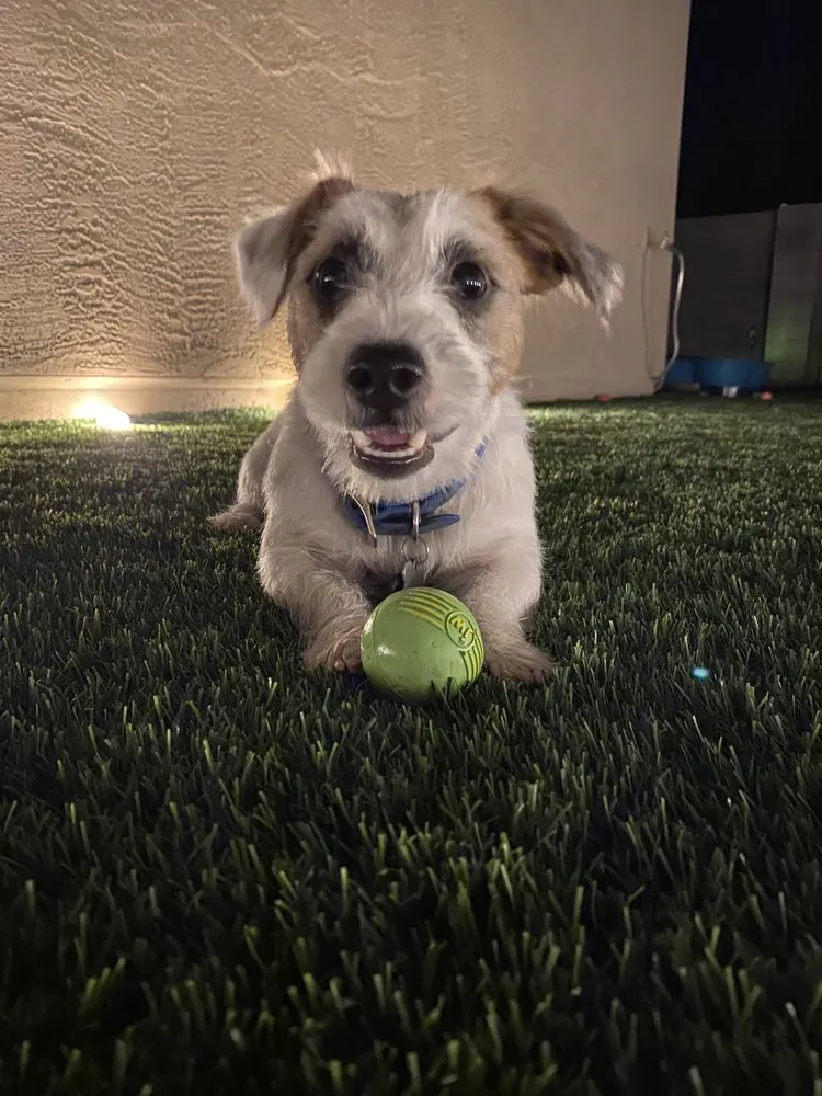 Affordable yard cleanup service in Apache Junction, AZ by EH Landscaping