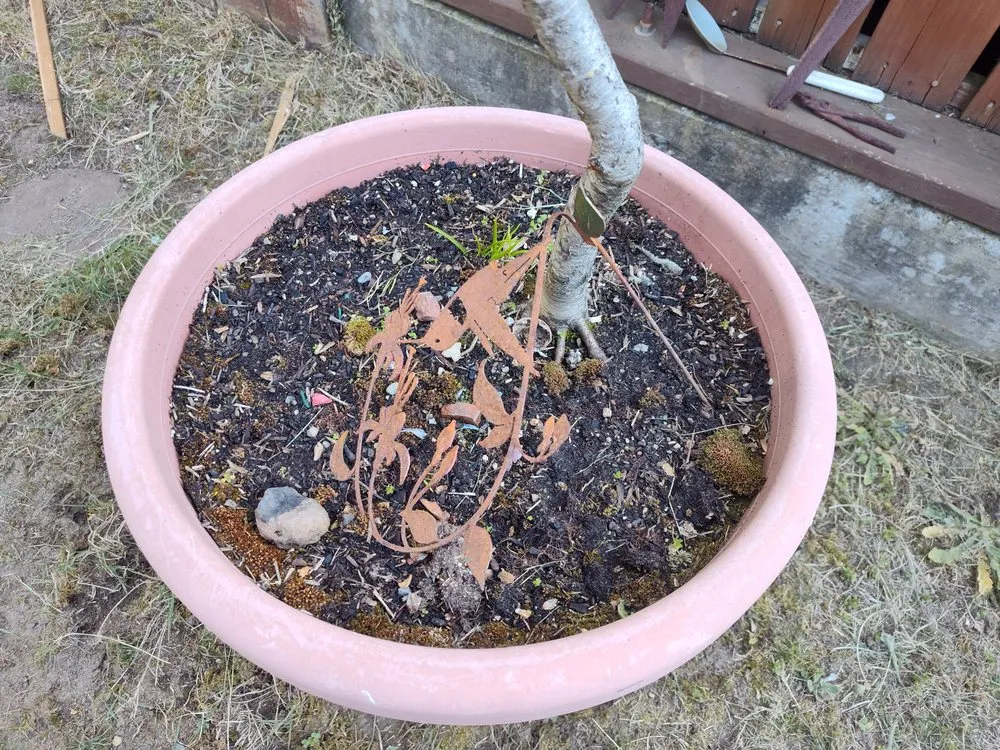 Reliable yard cleanup service in Kent, WA - E&h Landscaping