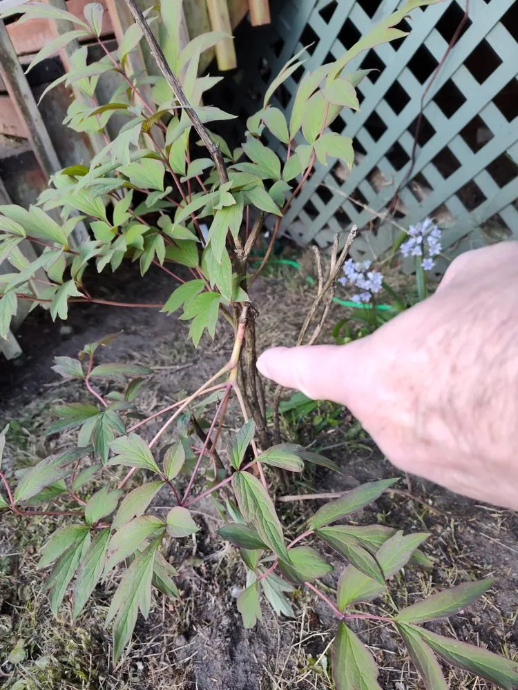 Trusted yard maintenance in Kent, WA - E&h Landscaping