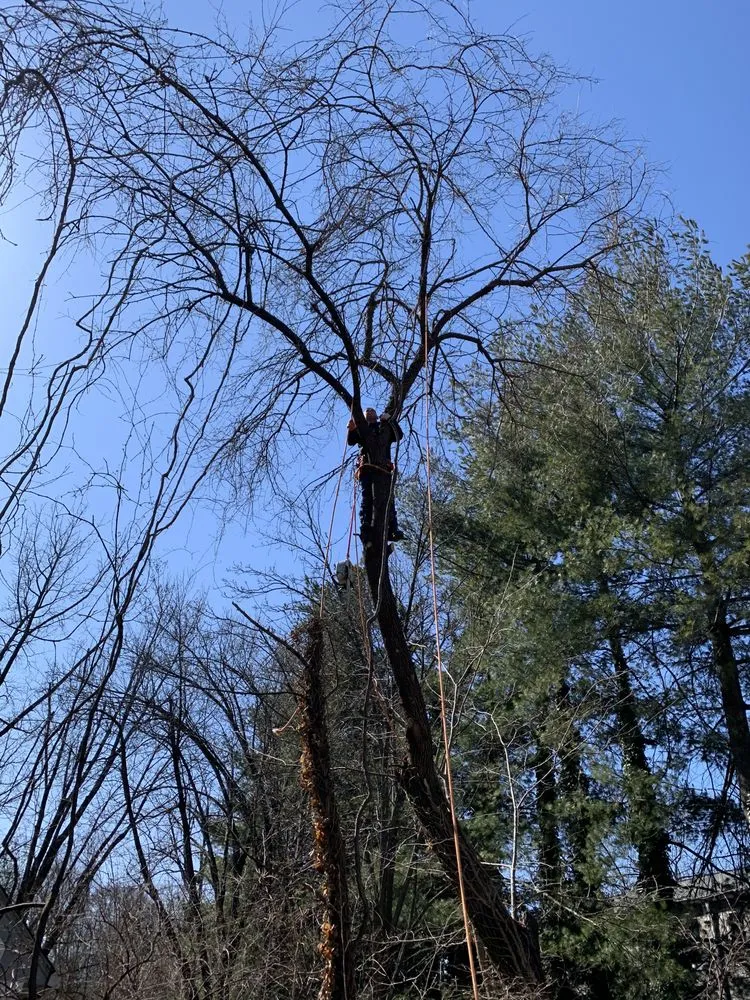 Affordable landscaping services for year-round maintenance in Harrisonburg, VA by EHS Tree service