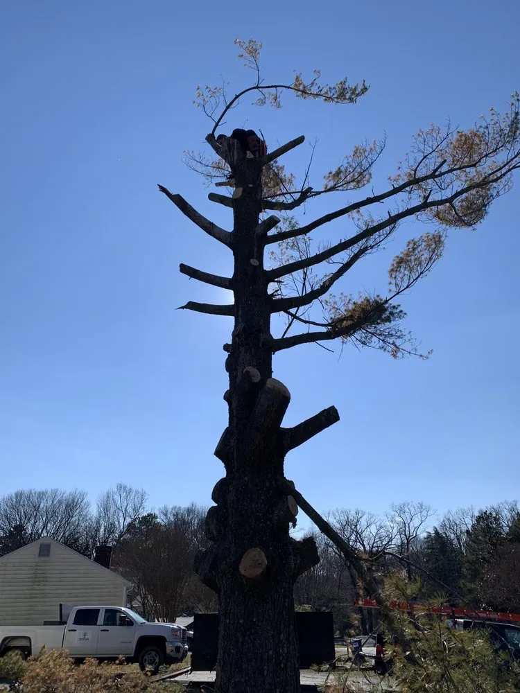 Reliable landscape installation in Harrisonburg, VA - EHS Tree service