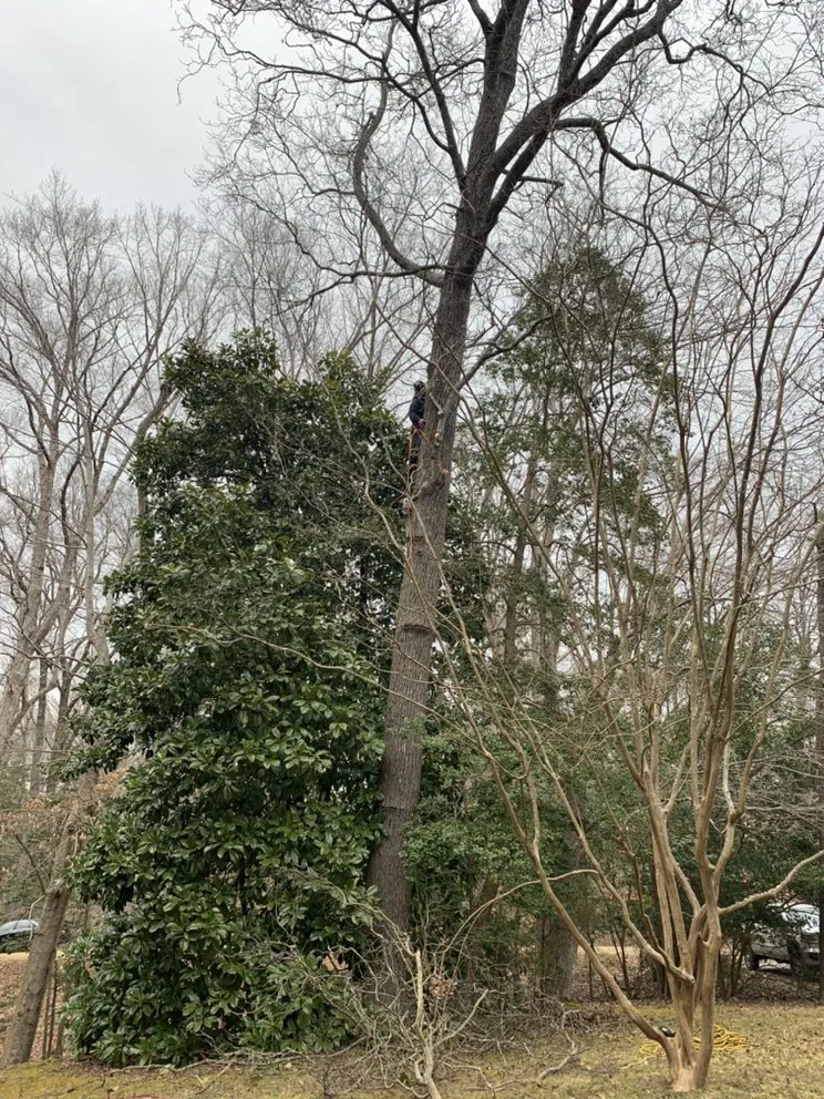 Trusted lawn care service experts serving Harrisonburg, VA - EHS Tree service