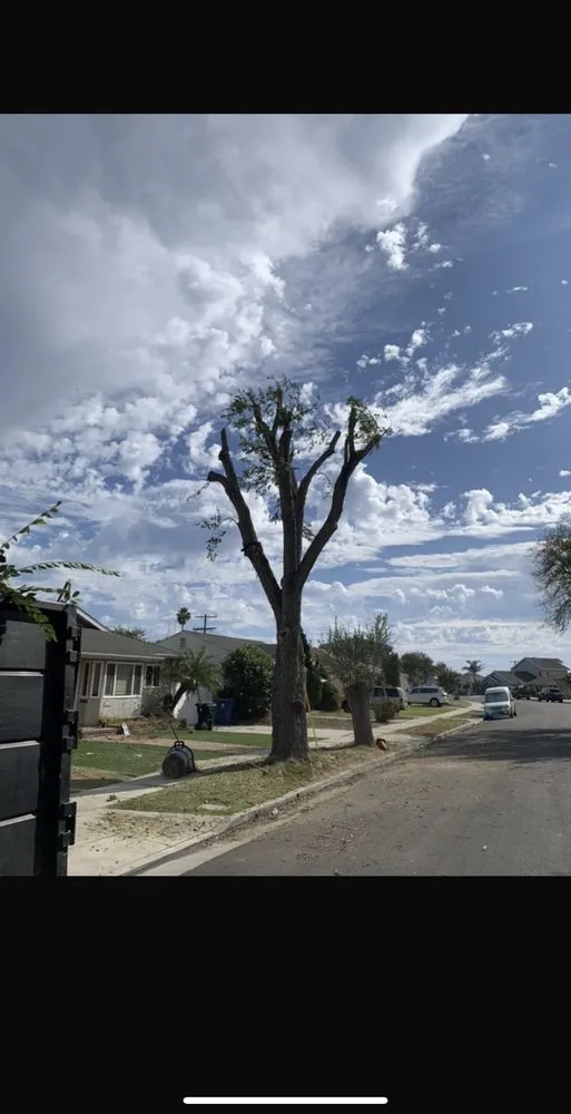 Affordable outdoor landscaping in Long Beach, CA - EJ landscape