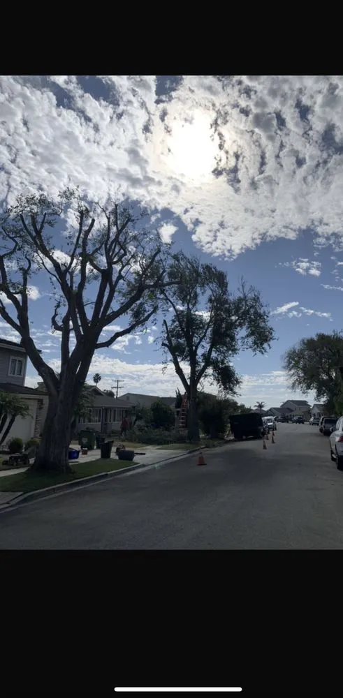 Trusted landscaping services in Long Beach, CA - EJ landscape