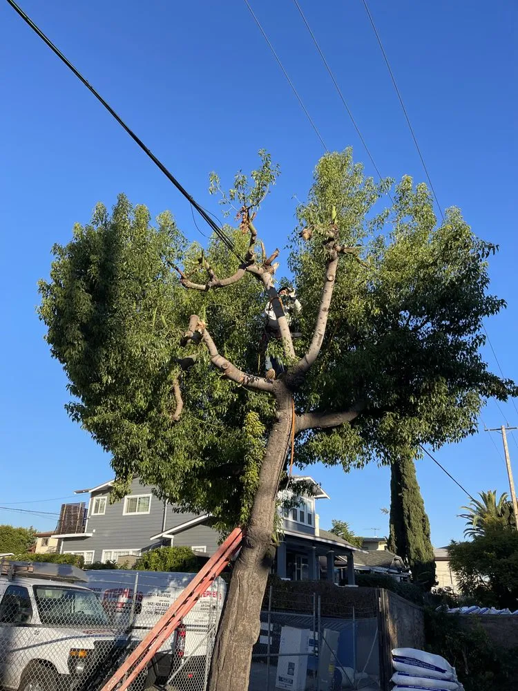 Professional yard cleanup service for outdoor upgrades across Long Beach, CA - EJ landscape