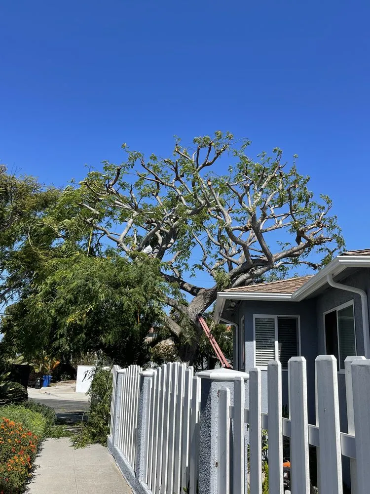 Professional yard cleanup service for homes in Long Beach, CA by EJ landscape