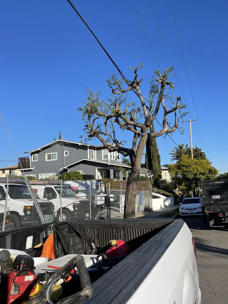 Reliable yard maintenance experts serving Long Beach, CA - EJ landscape