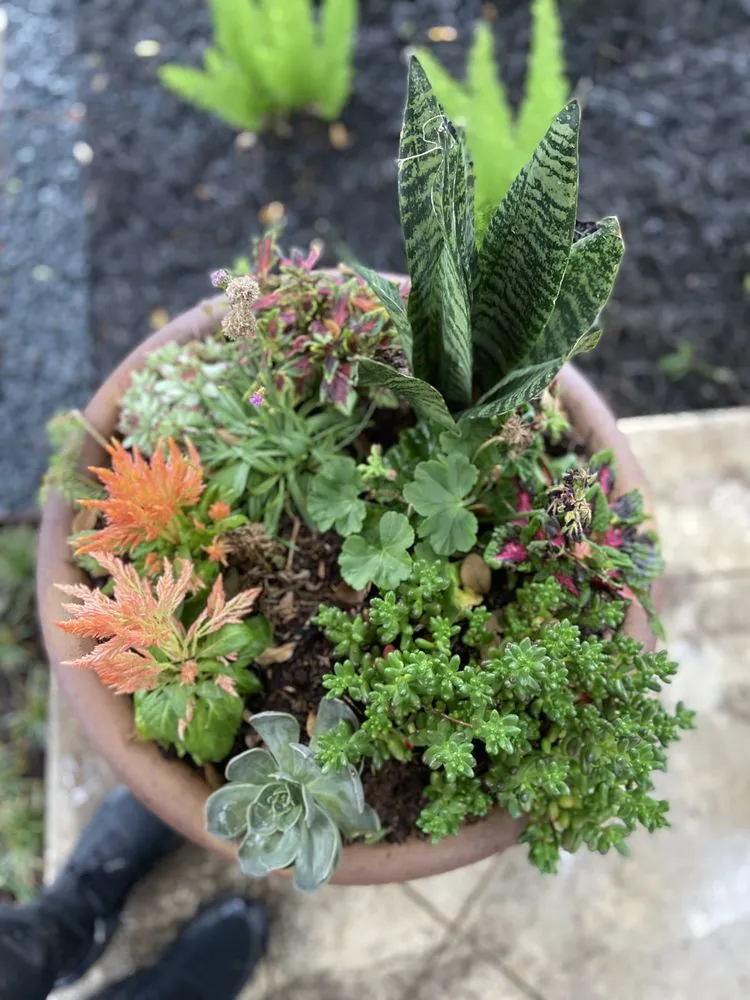 Custom yard maintenance in Austin, TX - EJ Landscaping & Irrigation