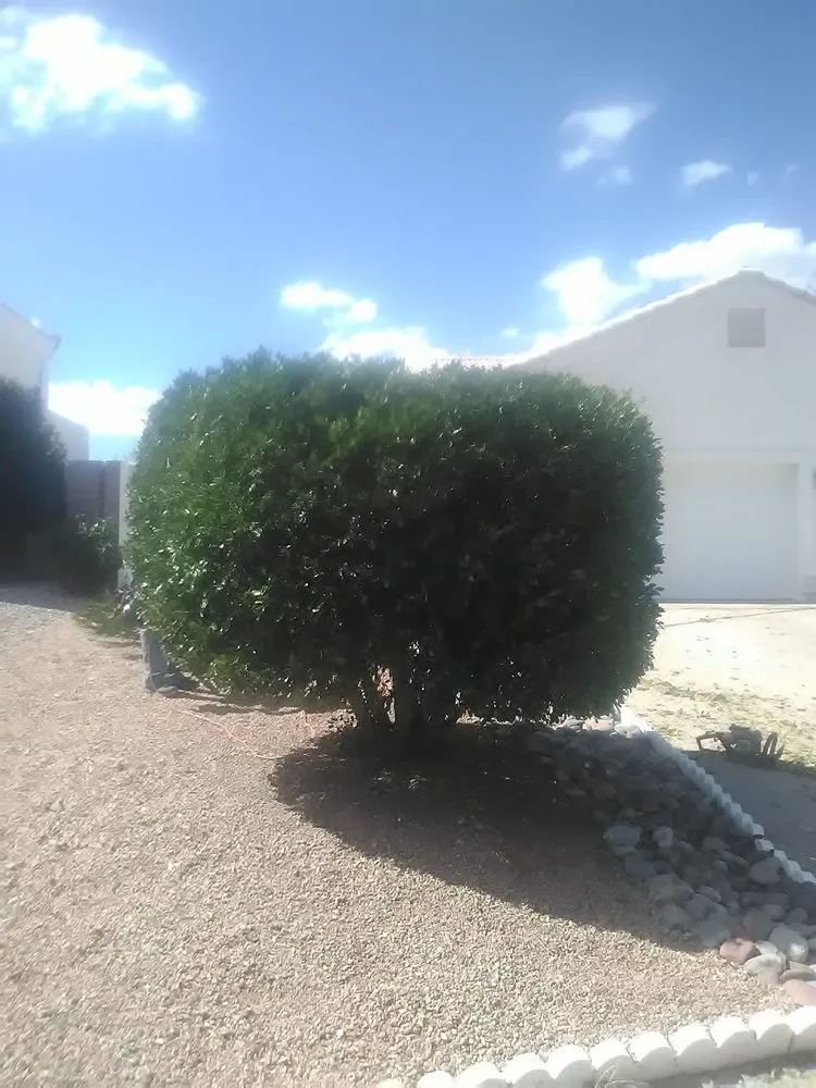 Local landscape installation for year-round maintenance across Sierra Vista, AZ - EJ Landscaping And Handyman Services