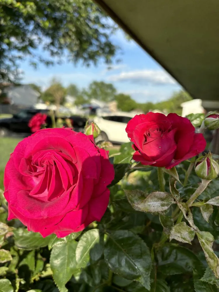 Custom yard maintenance experts serving Frederick, MD - EJ Landscaping