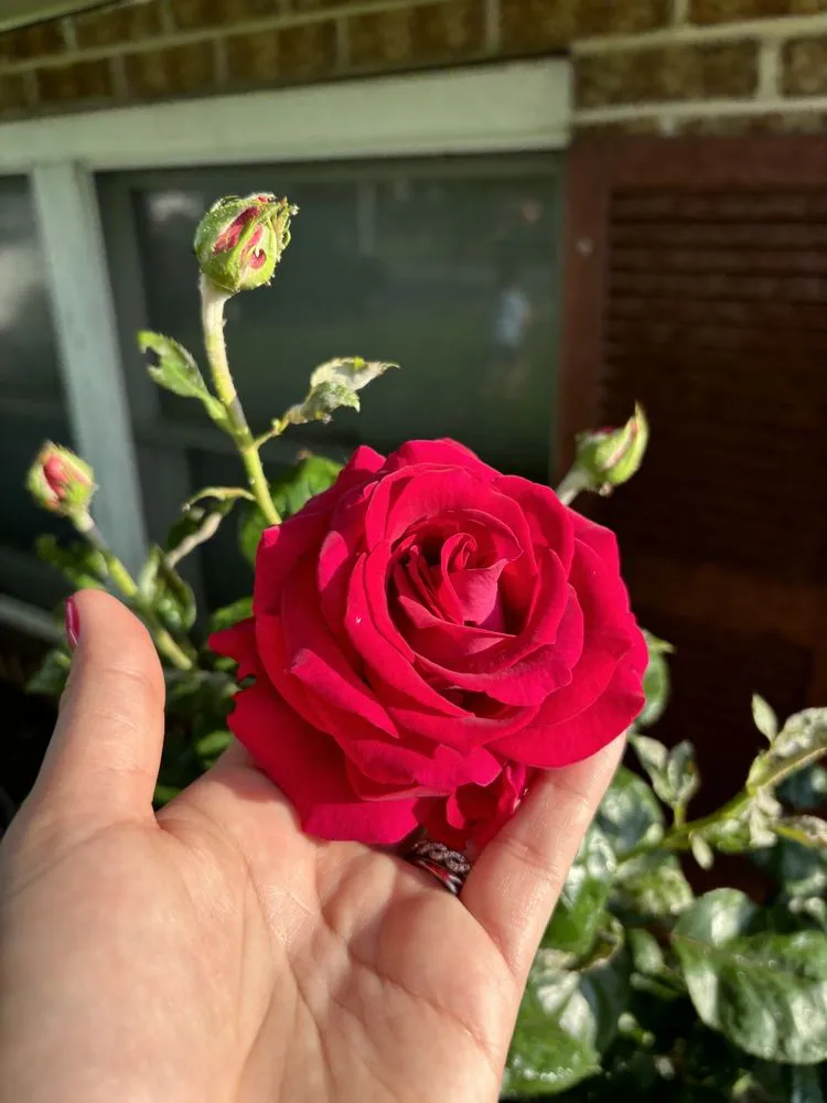 Reliable yard maintenance experts serving Frederick, MD - EJ Landscaping