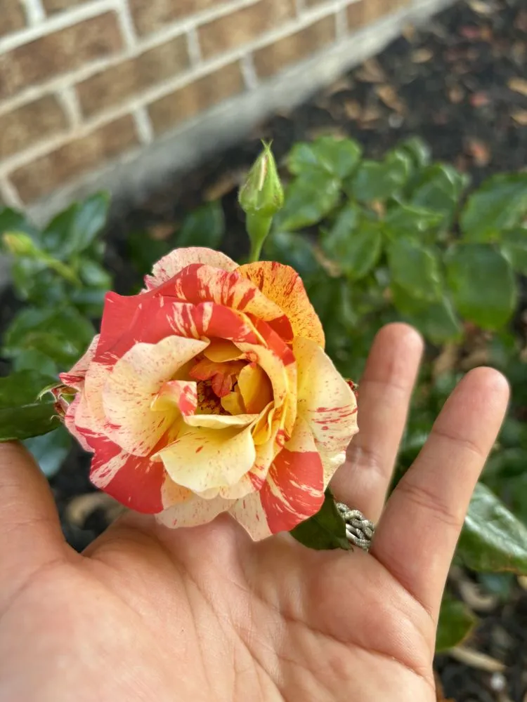 Custom landscape installation for year-round maintenance in Frederick, MD by EJ Landscaping