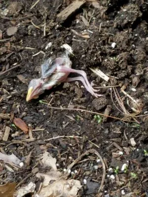 EJ Stubenvoll Landscaping