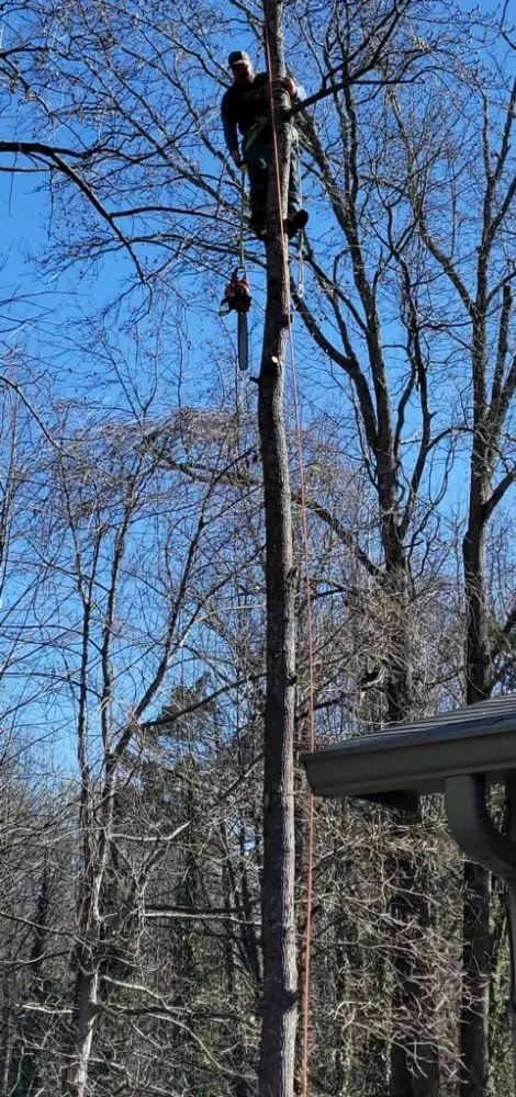 Expert landscape installation in Maysville, GA - E&j Tree and Landscaping