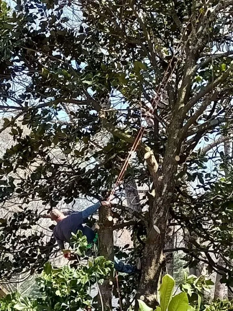 Trusted garden landscaping in Maysville, GA - E&j Tree and Landscaping