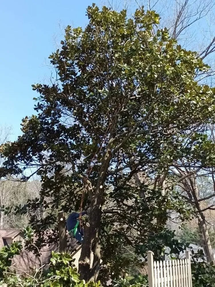 Custom landscaping services in Maysville, GA - E&j Tree and Landscaping