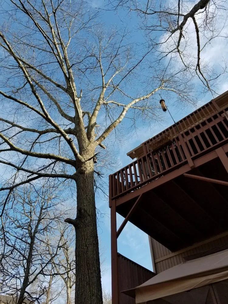 Top-rated lawn care service experts serving Danville, AL - E&J Tree Care and Lawn Services