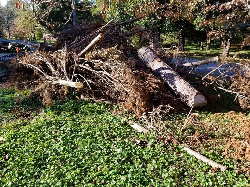 Professional landscape design in Danville, AL - E&J Tree Care and Lawn Services