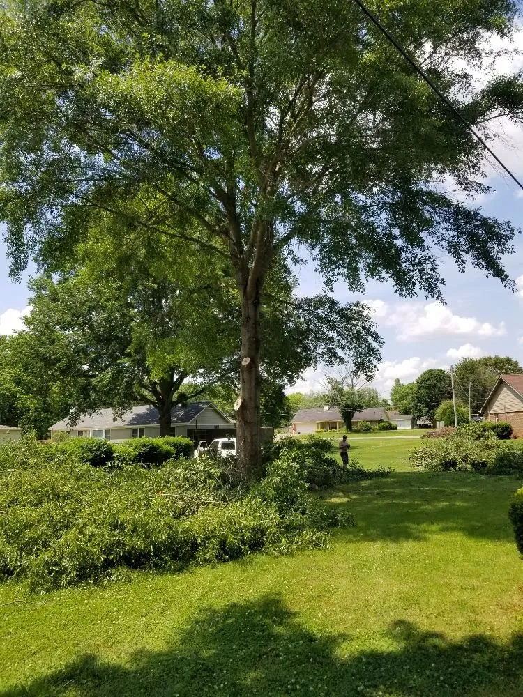 Trusted yard cleanup service experts serving Danville, AL - E&J Tree Care and Lawn Services