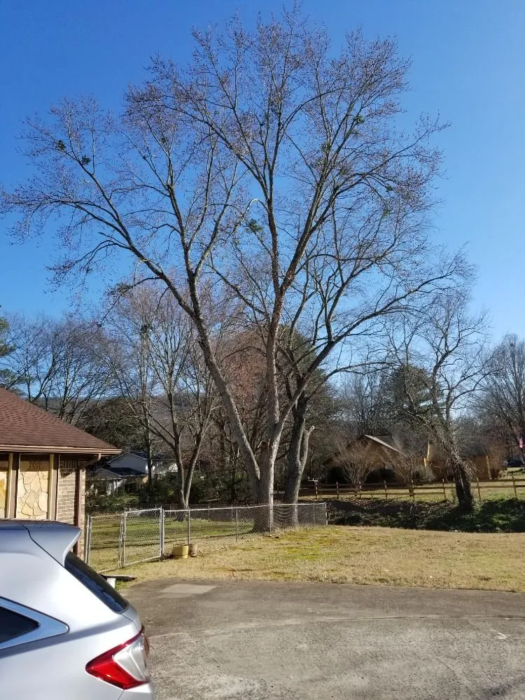 Affordable lawn care service for homes across Danville, AL - E&J Tree Care and Lawn Services
