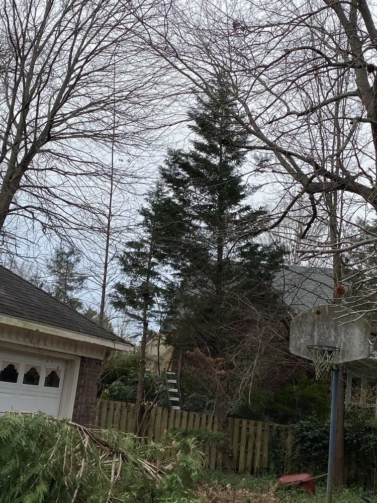 Top-rated lawn care service for year-round maintenance across Danville, AL - E&J Tree Care and Lawn Services