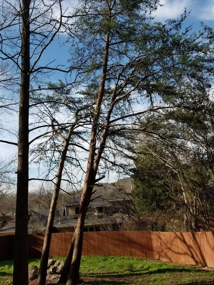 Local yard maintenance in Danville, AL by E&J Tree Care and Lawn Services