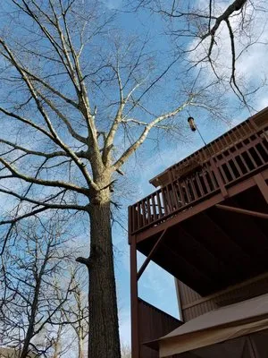 E&J Tree Care and Lawn Services