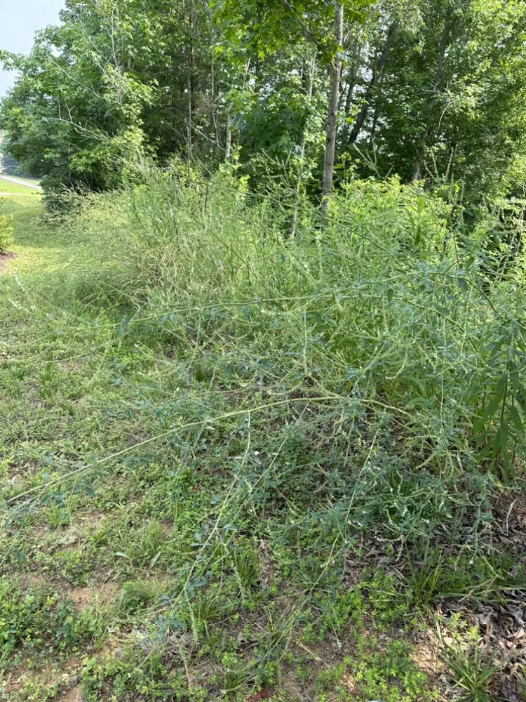 Affordable landscape installation experts serving Stafford, VA - EJD Landscaping