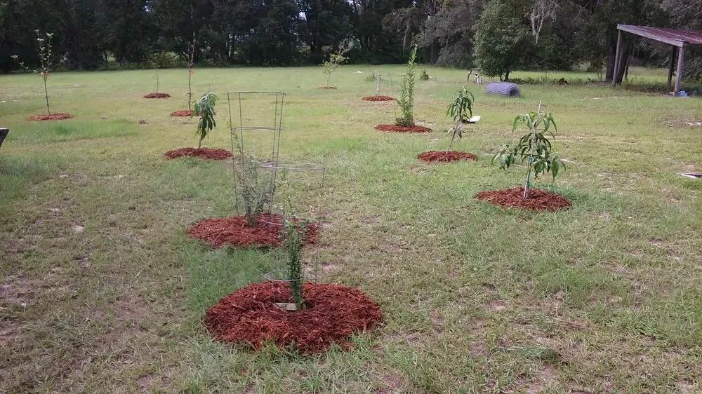 Affordable lawn care service for residential properties in Spring Hill, FL by EJR Labor and Property Maintenance